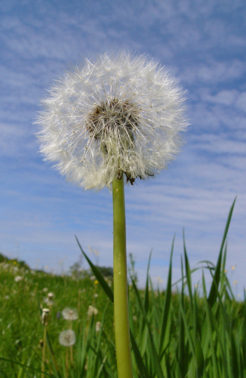 Paardebloem